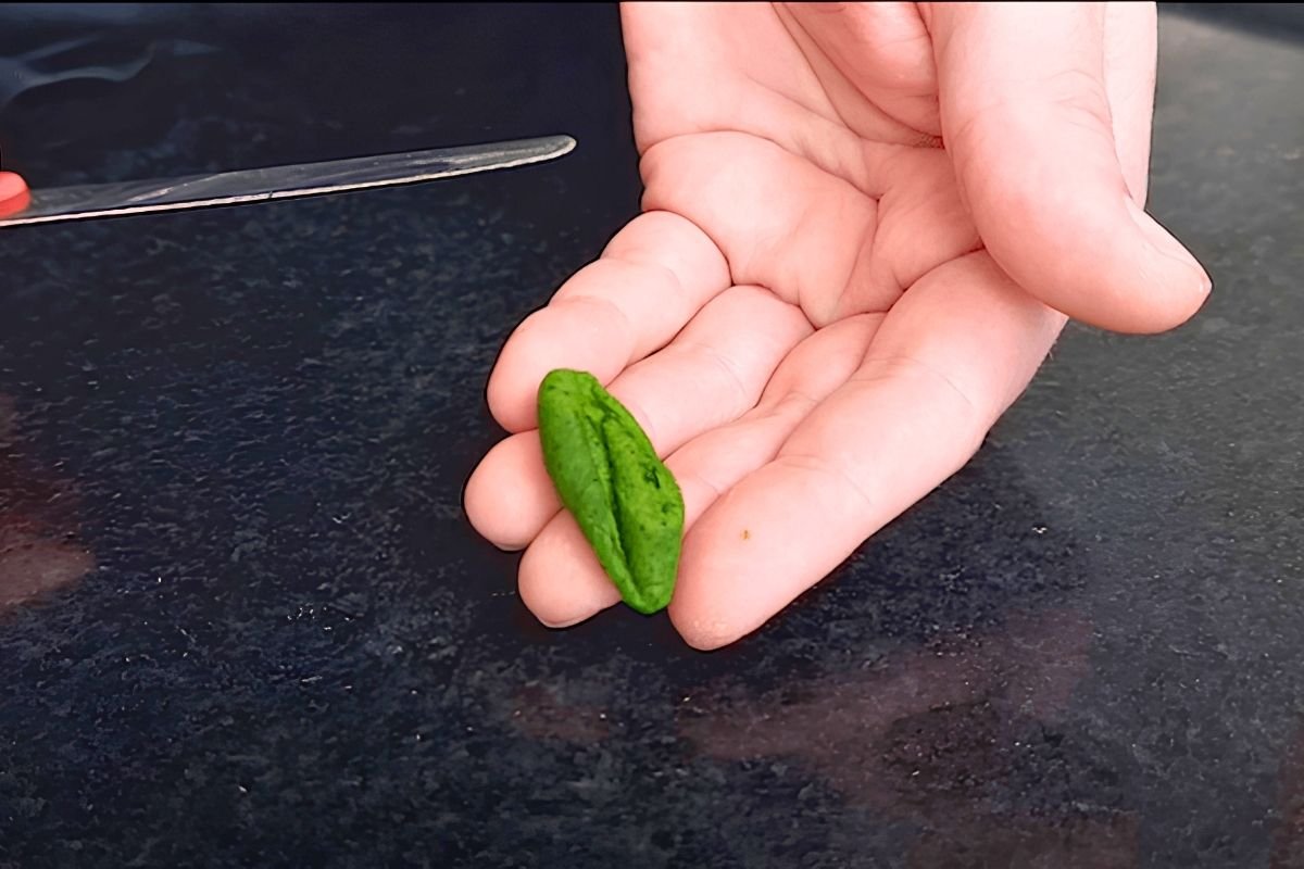 Hand holding a freshly shaped green cavatelli shell with a knife on the counter